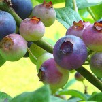 blueberries memory