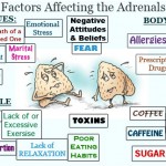 Adrenal Fatigue