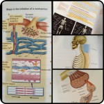 NASM book
