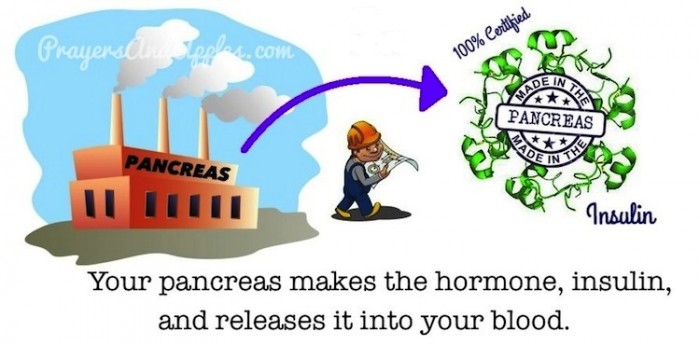 Pancreas Insulin