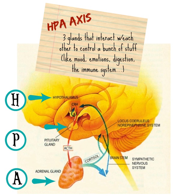 HPA Prayers and Apples